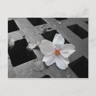 Postal Flor de cerezo y acero