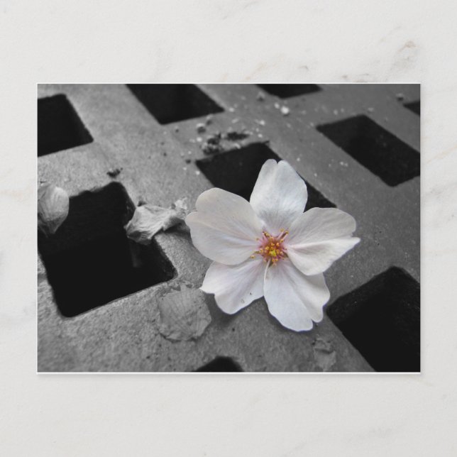 Postal Flor de cerezo y acero (Anverso)