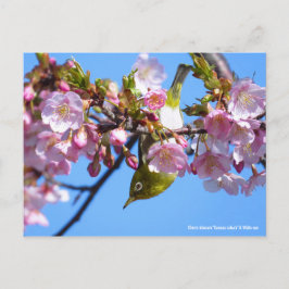 Postal Flor de cerezo y ojo blanco [postal]