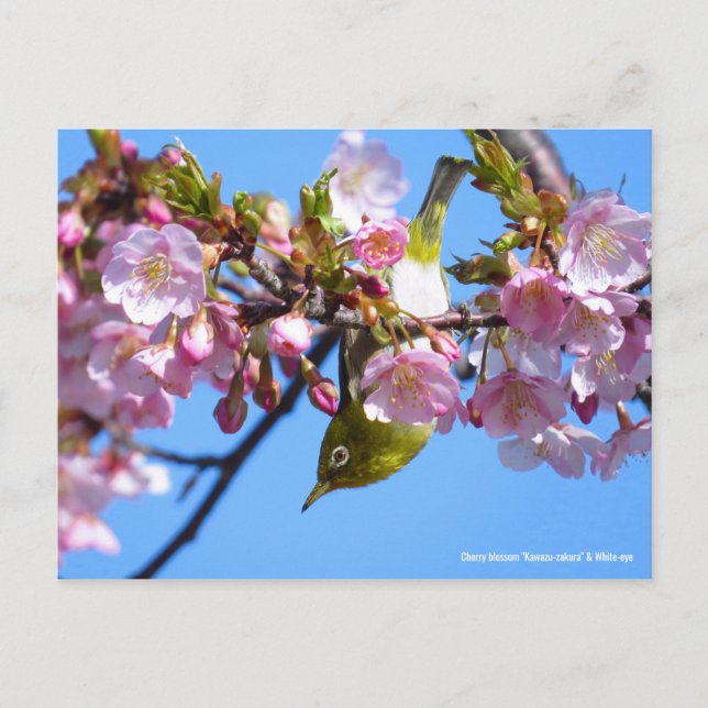 Postal Flor de cerezo y ojo blanco [postal] (Anverso)