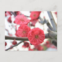 flor de ciruela flor rosa primavera