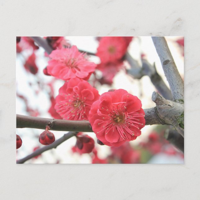 Postal flor de ciruela flor rosa primavera (Anverso)