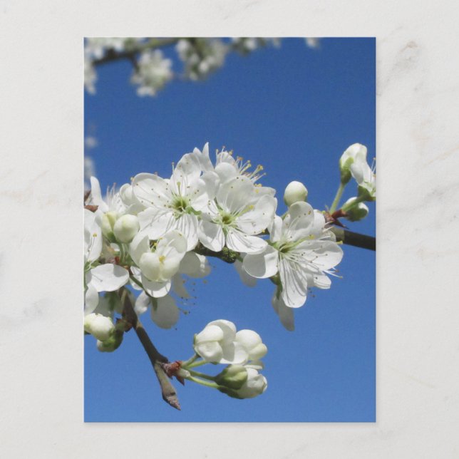 Postal Flor de ciruelo damasceno (Anverso)