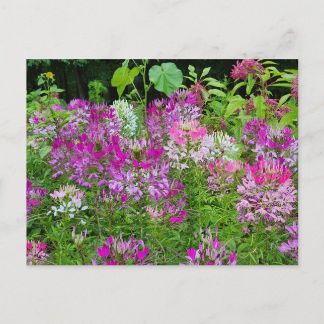 Postal Flor de Cleome o Spider - Rosa blanco morado (Anverso)