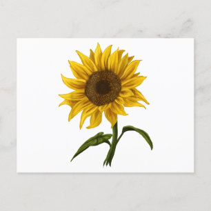 Postal Flor de color de agua floral Sunflower