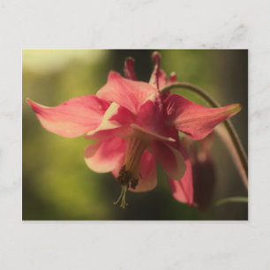 Postal Flor de Columba Rosa Intensa