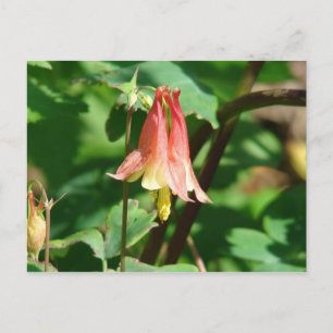 Postal Flor de Columbina