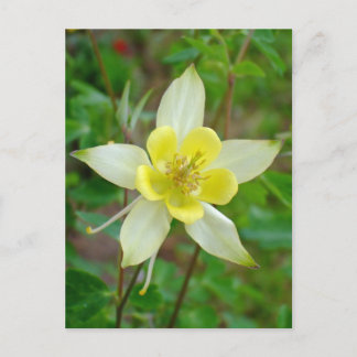 Postal Flor de Columbina en amarillo