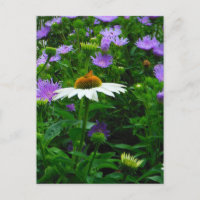 Flor de cono blanco, flores moradas y polilla
