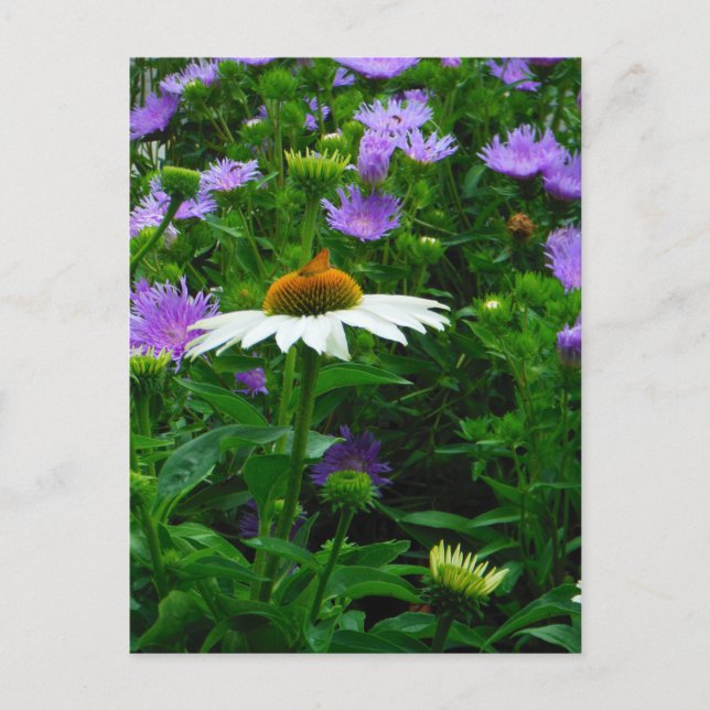 Postal Flor de cono blanco, flores moradas y polilla (Anverso)