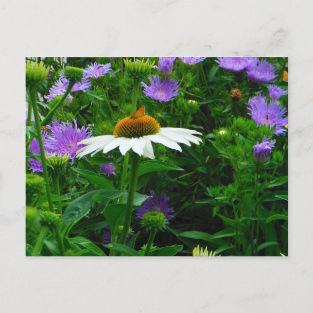 Postal Flor de cono blanco, flores moradas y polilla (Anverso)