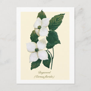 Postal Flor de cornejo floreciendo botánica vintage