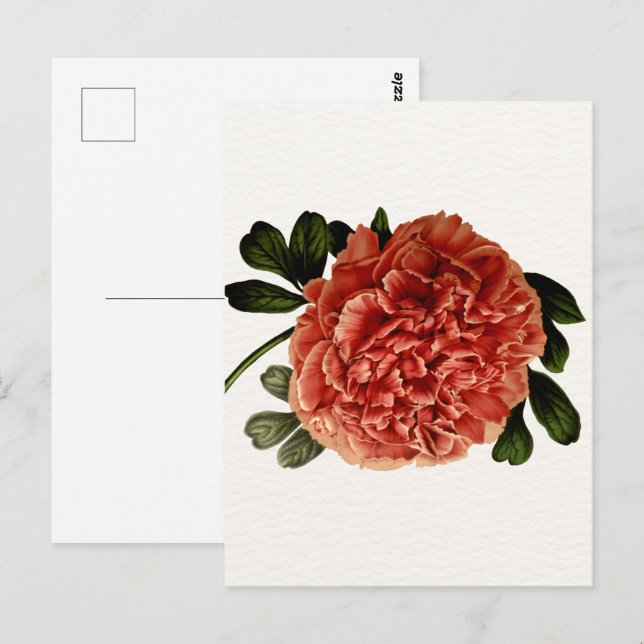 Postal Flor de cosecha clásica (Anverso / Reverso)