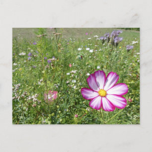 Postal Flor de Cosmea en campo de flores silvestres tarje