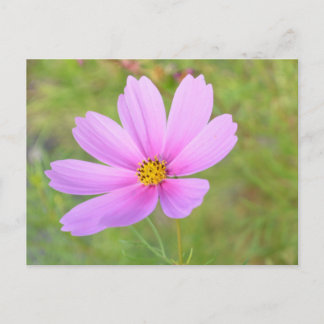 Postal Flor de Cosmos