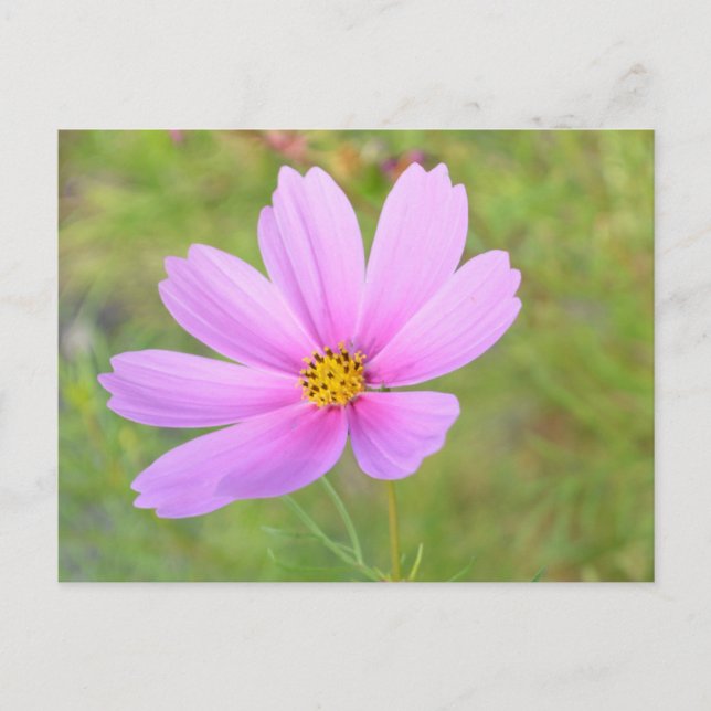 Postal Flor de Cosmos (Anverso)