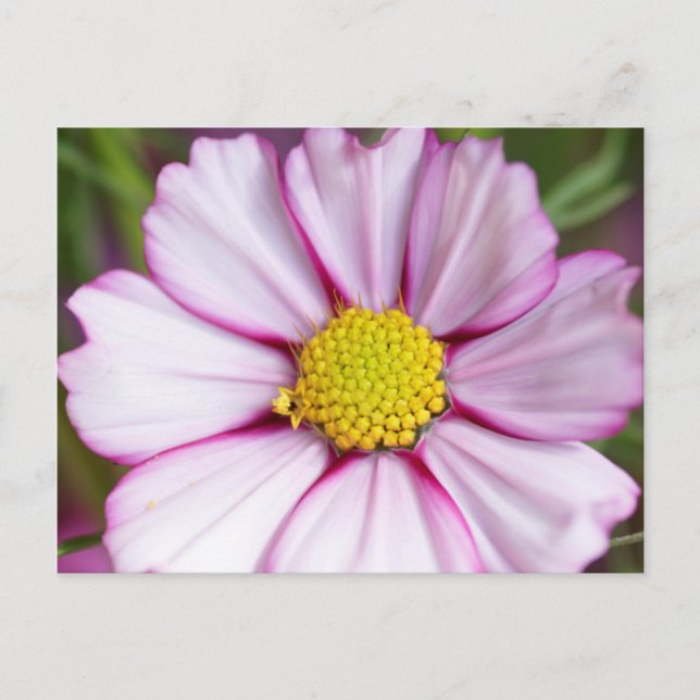 Postal Flor de Cosmos (bidens formosa) (Anverso)