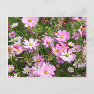 Postal Flor de Cosmos (Bidens Formosa). Kirkwood