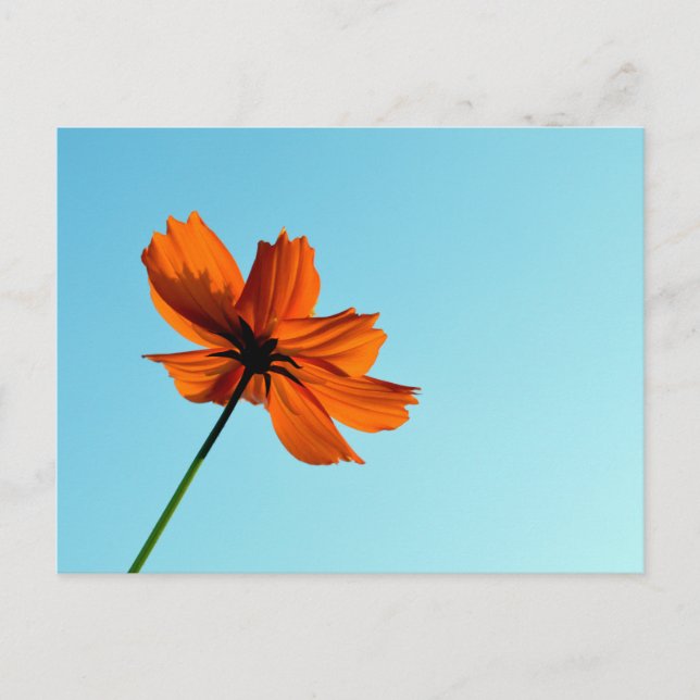 Postal Flor de Cosmos Naranja  (Anverso)