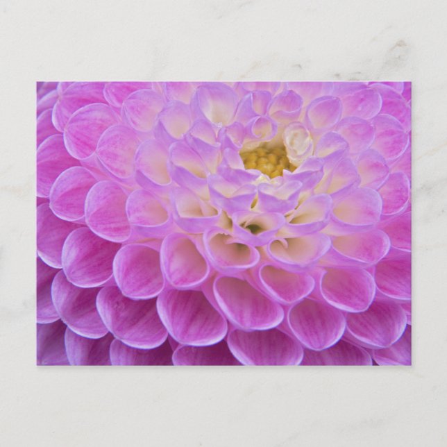 Postal Flor de crisantemo decorando tumba en (Anverso)