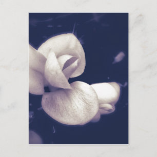 Postal Flor de crocus en blanco y negro