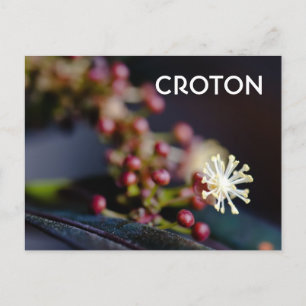 Postal flor de croton