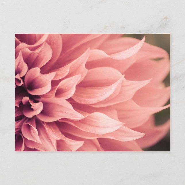 Postal Flor de Dahlia (Anverso)
