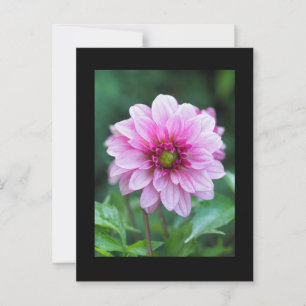 Postal Flor de Dahlia