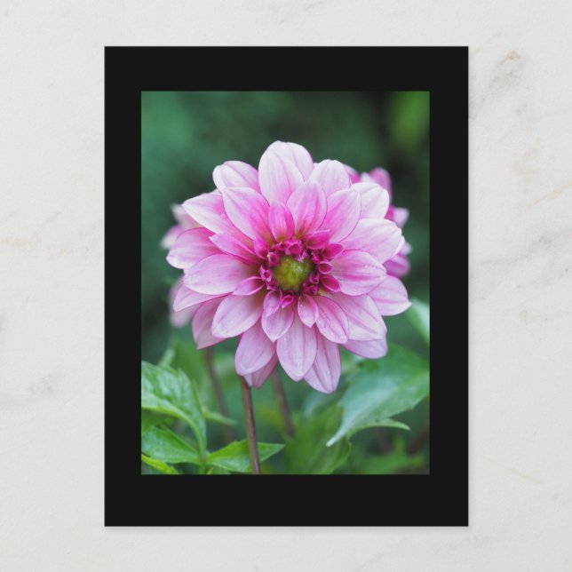 Postal Flor de Dahlia (Anverso)