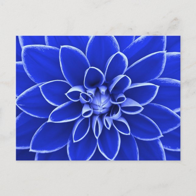 Postal Flor de dahlia azul (Anverso)