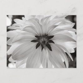 Postal Flor de Dahlia en blanco y negro