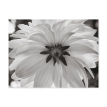 Flor de Dahlia en blanco y negro