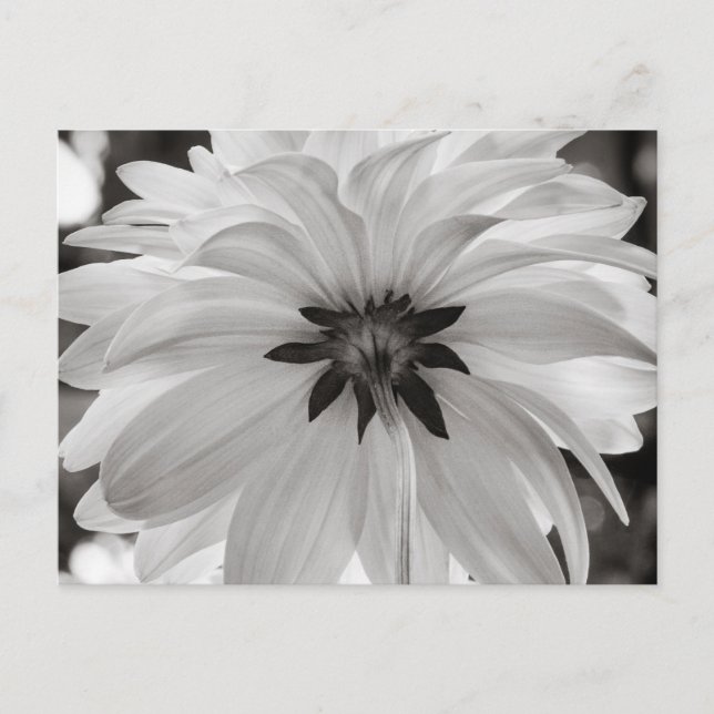 Postal Flor de Dahlia en blanco y negro (Anverso)