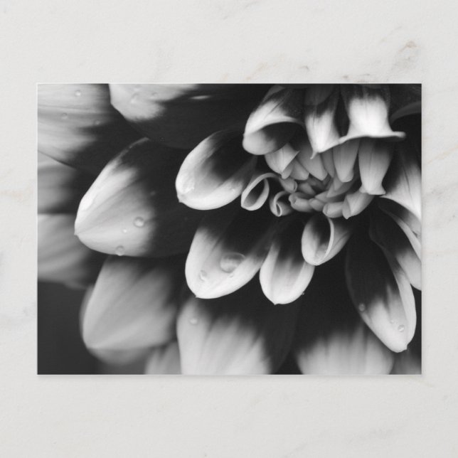 Postal Flor de Dahlia en blanco y negro (Anverso)