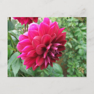 Postal flor de dalia roja, brote, foto, verde, cicromena