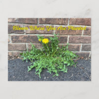 Flor De Dandelion