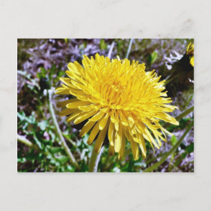 Postal Flor De Dandelion En La Hierba