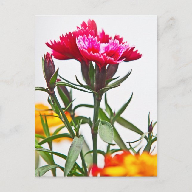 Postal Flor de Dianthus (Anverso)