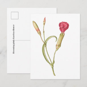 Postal Flor de dianthus rosa florecida dibujada a mano