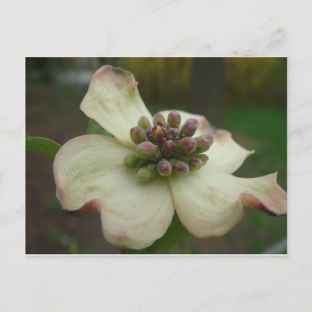 Postal Flor de dogwood (Anverso)