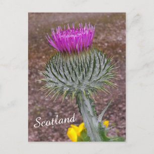 Postal Flor de Escocia, el cardo
