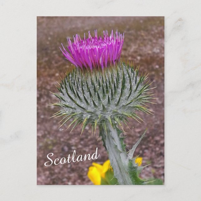 Postal Flor de Escocia, el cardo (Anverso)