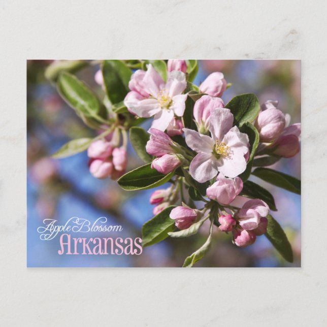 Postal Flor de estado de Arkansas: Apple Blossom (Anverso)