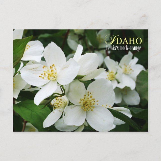 Postal Flor de estado de Idaho: naranja-burla de Lewis (Anverso)