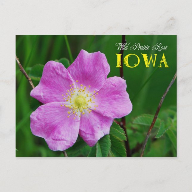Postal Flor De Estado Iowa: Wild Prairie Rosa (Anverso)