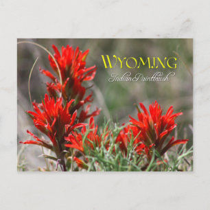 Postal Flor de estado Wyoming: Pincel indio
