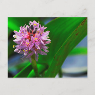 Postal Flor de estanque