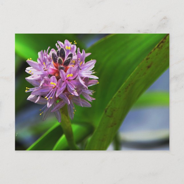 Postal Flor de estanque (Anverso)