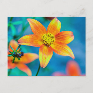 Postal Flor de Estrella Naranja