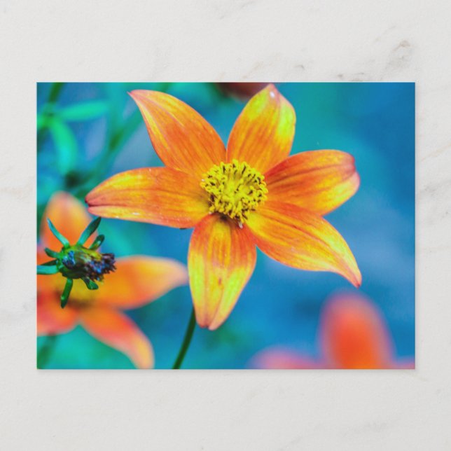 Postal Flor de Estrella Naranja (Anverso)